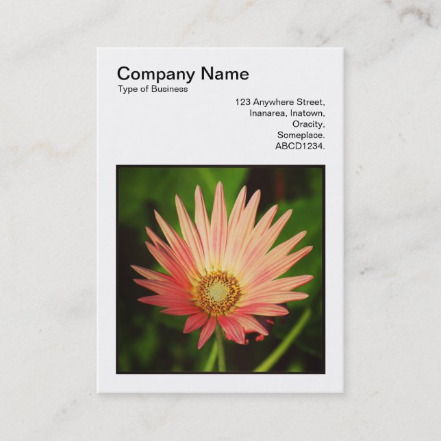 Square Foto (v3) - African Daisy Visitenkarte (Vorderseite)