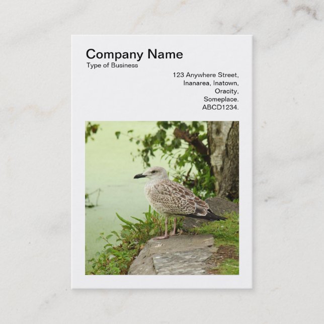 Square Foto (v3) - Female Gull Visitenkarte (Vorderseite)