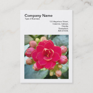 Square Foto (v3) - Kalanchoe Visitenkarte