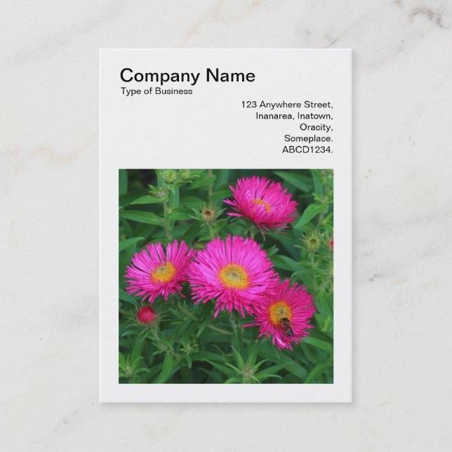 Square Foto (v3) - Michaelmas Daisies 02 Visitenkarte (Vorderseite)