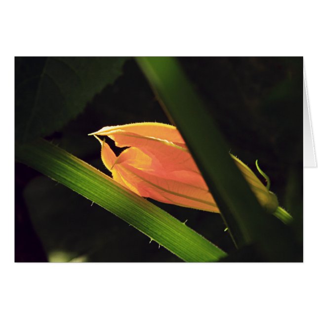 Squash Blossom (Vorderseite (Horizontal))