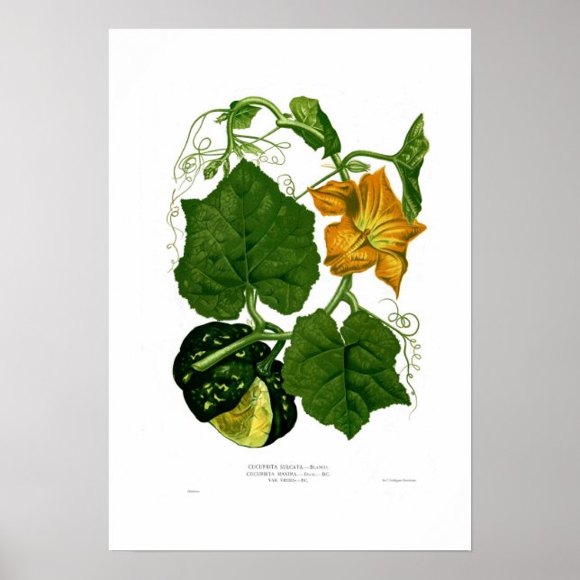 Squash Poster (Vorne)