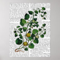 Squash Vine 4