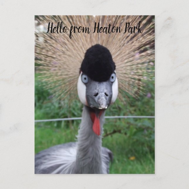 Squawk ! ! Carte postale (Devant)