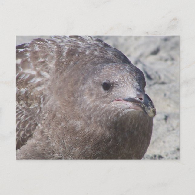 Squeaky Postkarte (Vorderseite)