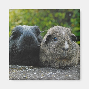 Squee u. Scruffles Magnet