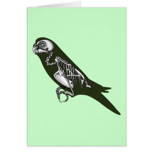 Squelette de Budgie