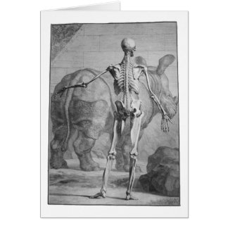 Squelette et rhinocéros