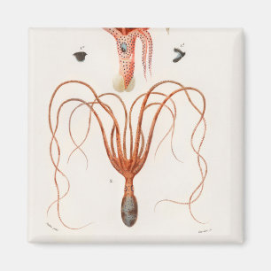 Squid Octopus Magnet