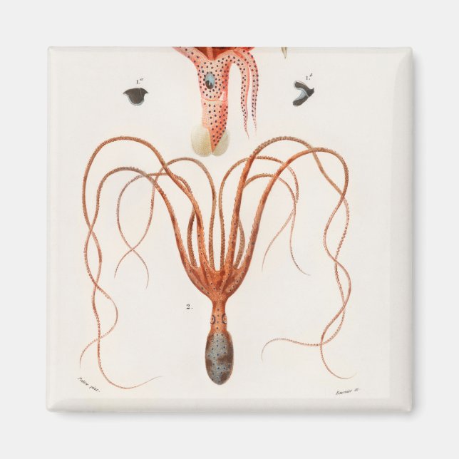 Squid Octopus Magnet (Vorne)