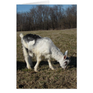 Squiggez Le Goat Kid