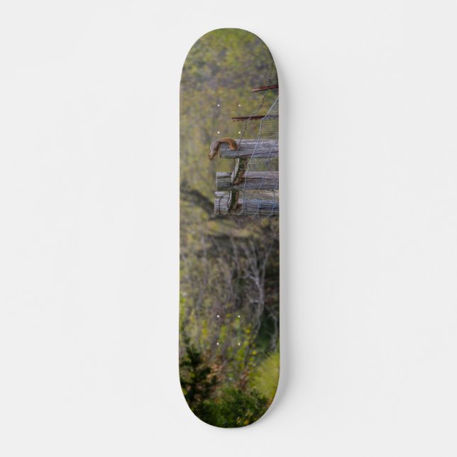 Squirrel Fence Pose Skateboard (Vorne)