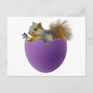Squirrel in Eggshell Postcard Postkarte