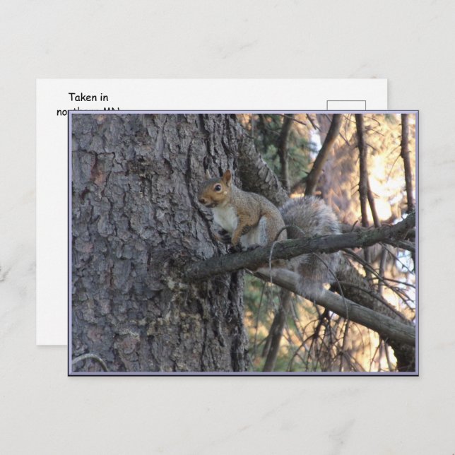 Squirrel in Tree Postcard Postkarte (Vorne/Hinten)