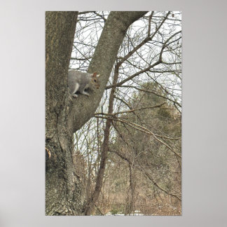 Squirrel in Tree Poster