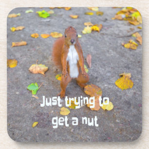 squirrel Just trying to get a nut Getränkeuntersetzer