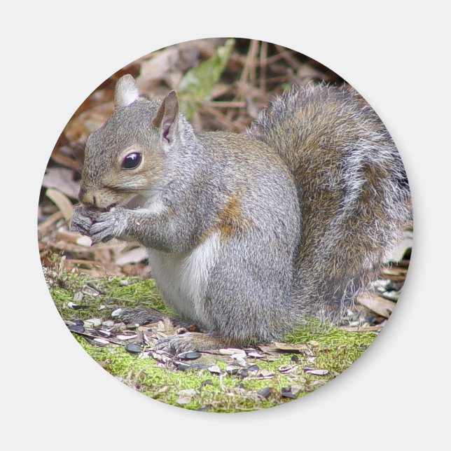 Squirrel Magnet (Vorne)