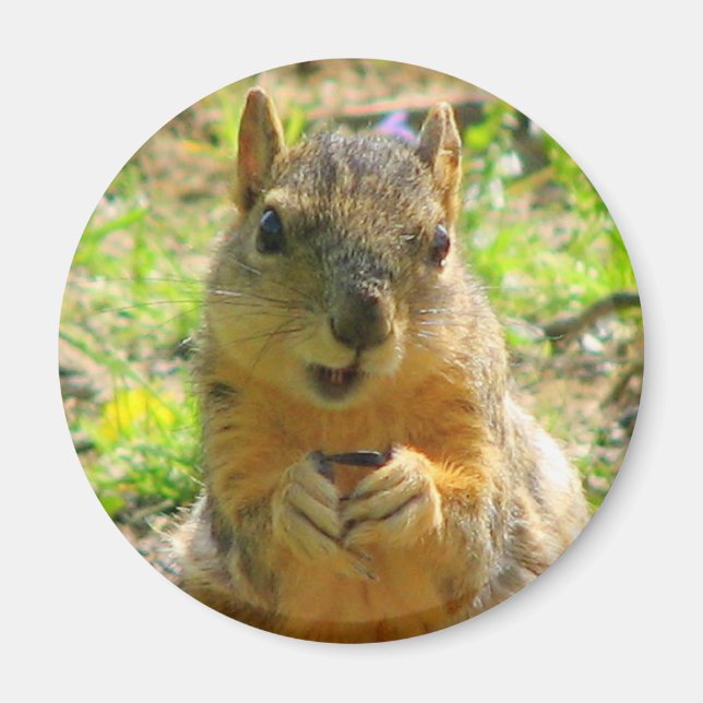 Squirrel Magnet (Vorne)