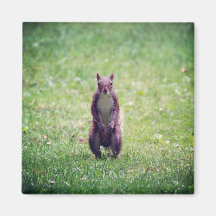 Squirrel Magnet