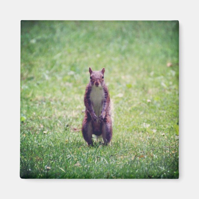 Squirrel Magnet (Vorne)