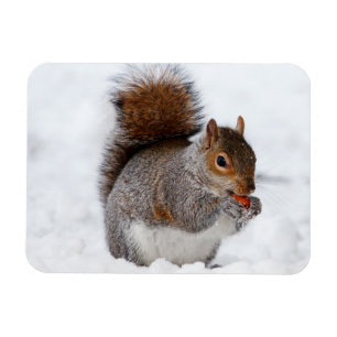 Squirrel Magnet