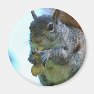 Squirrel Magnet
