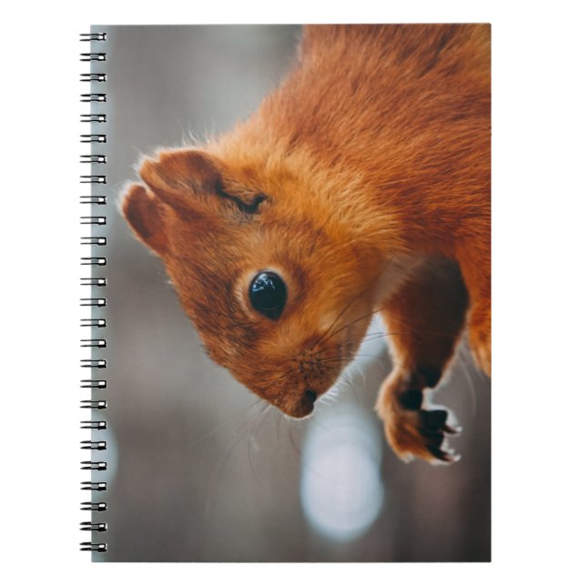 SQUIRREL ON TREE TRUNK NOTIZBLOCK (Vorderseite)