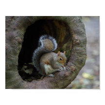 Squirrel Poster