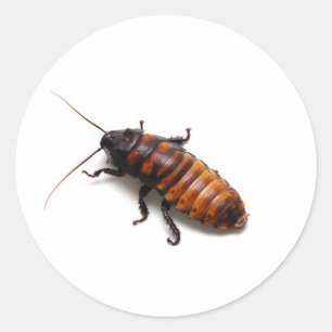 Squish the Hisser Runder Aufkleber