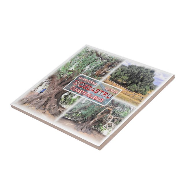 SRD006 LURAS, Millenniums-Olivenbaum, Fliese (Seite)