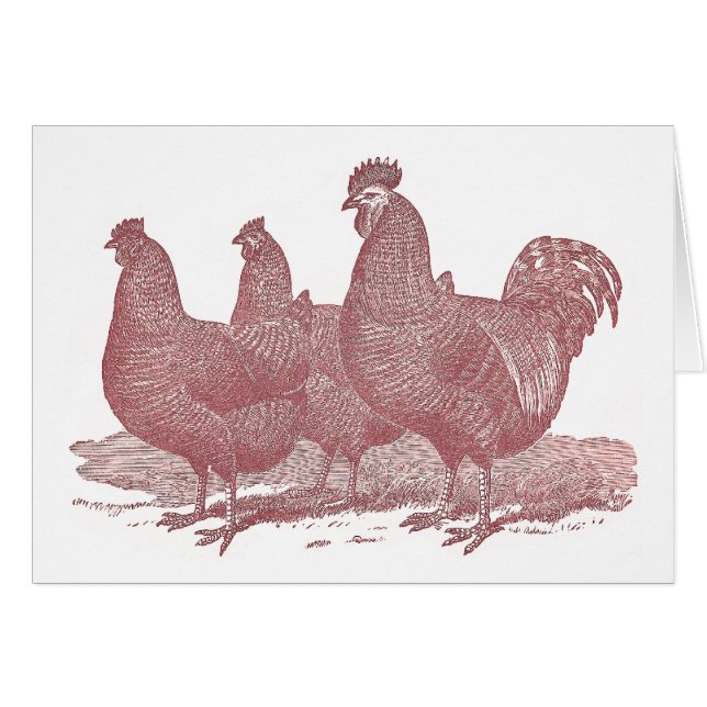 sRed Hahn-und Henne-Plymouth Rock-Huhn-Bauernhof (Vorderseite (Horizontal))