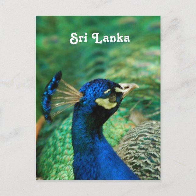 Sri Lanka-Pfau Postkarte (Vorderseite)