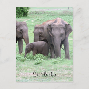 Sri-lankan-Elefanten Postkarte
