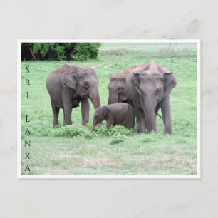 Sri-lankan-Elefantenfamilie Postkarte
