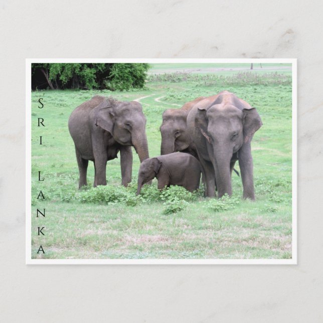 Sri-lankan-Elefantenfamilie Postkarte (Vorderseite)