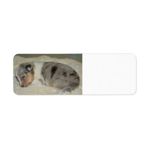 SS Blue Merle White and Tan Welpenlabel