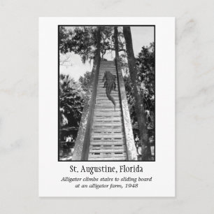 St. Augustine Retro-Alligator Postkarte