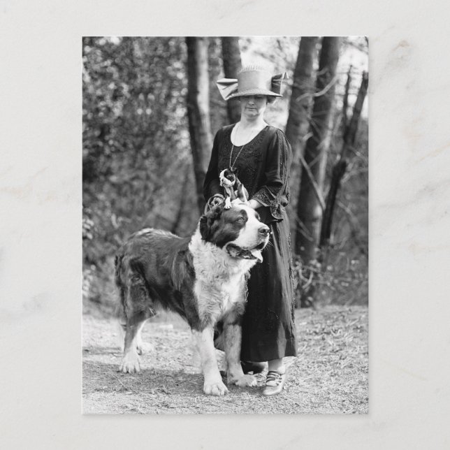 St Bernard & Boston Terrier, 1925 Postkarte (Vorderseite)