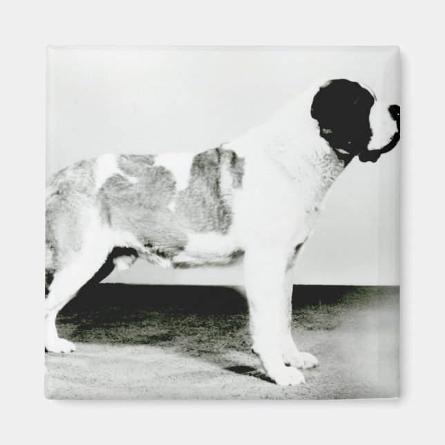 St. Bernard Dog Magnet (Vorne)