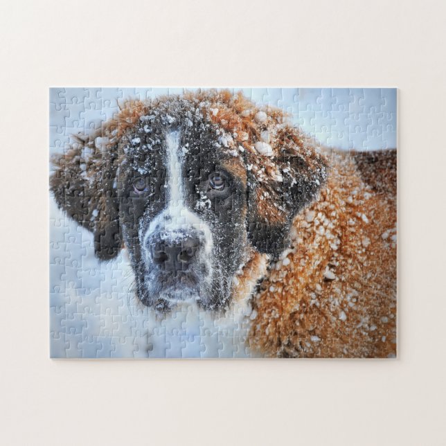 St. Bernard im Schnee (Horizontal)
