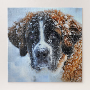 St. Bernard im Schnee