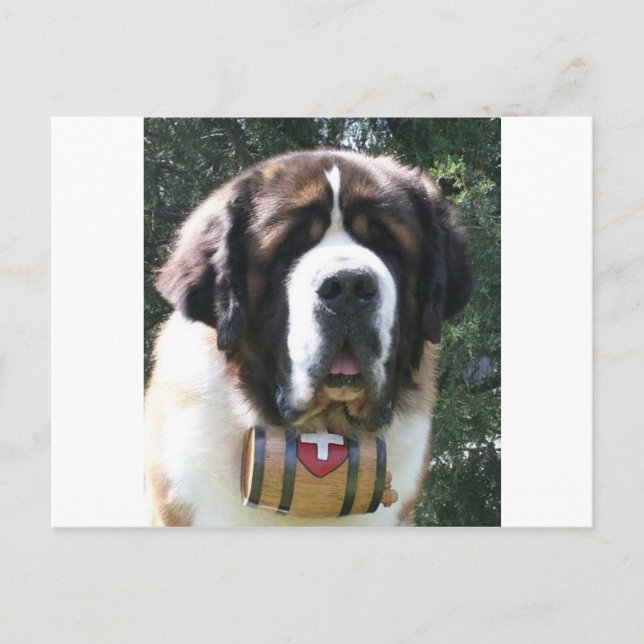 St-bernard Postkarte (Vorderseite)