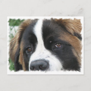 St Bernard Puppies Postcard Postkarte
