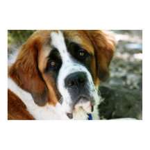 St.-Bernhard-Hund Poster