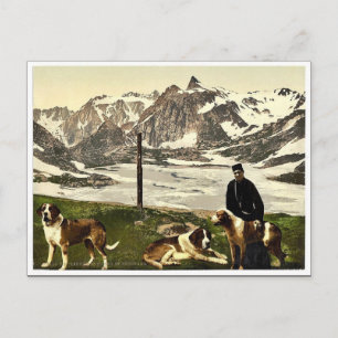 St. Bernhard-Hunde, Wallis, Alpen von, Schweiz cla Postkarte