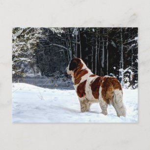 St. Bernhard Schnee fotografischer Weihnachtsgruß Feiertagspostkarte