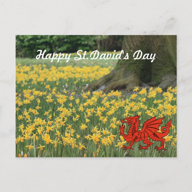 St. David's Day Daffodils Postkarte (Vorderseite)
