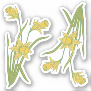 St. David's oder St. Piran's Day Daffodils (fR) - Aufkleber