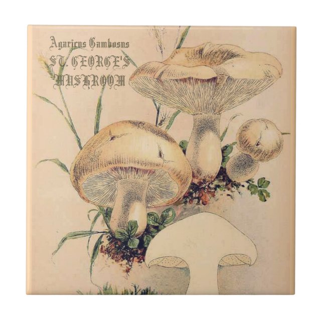 ST. GEORGE'S MUSHROOM FLIESE (Vorderseite)