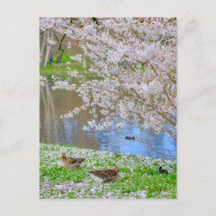 St James's Park London UK Carte postale